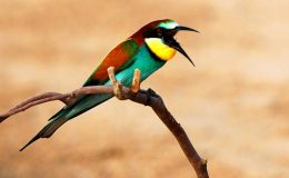 Jesus And Birds – Birds Not&nbsp;Sowing