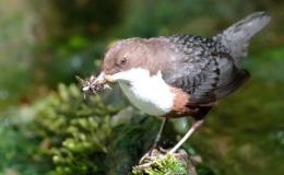 European Dipper, Norway’s National&nbsp;Bird