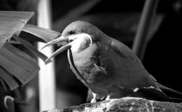 5 Day Black and White Photo Challenge #5 – Happy&nbsp;Bird