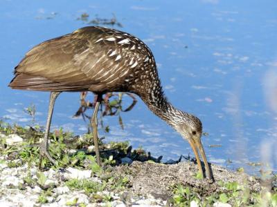 Limpkin