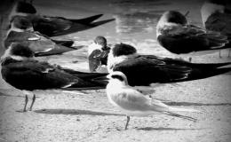 5 Day Black and White Photo Challenge #4 – Shore&nbsp;Friends