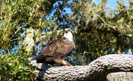 Circle B Birdwatching Trip February&nbsp;2015