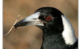 Ian’s Bird of the Week – Australian&nbsp;Magpie