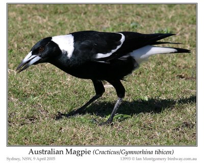 Australian Magpie (Gymnorhina tibicen) by Ian