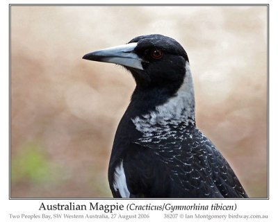 Australian Magpie (Gymnorhina tibicen) by Ian