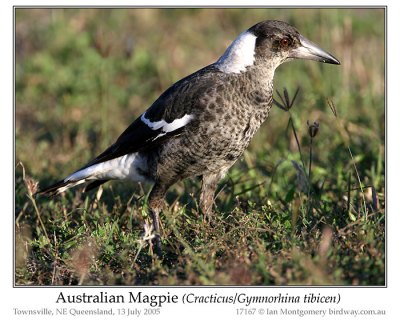 Australian Magpie (Gymnorhina tibicen) by Ian
