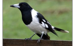 Ian’s Bird of the Week – Pied&nbsp;Butcherbird