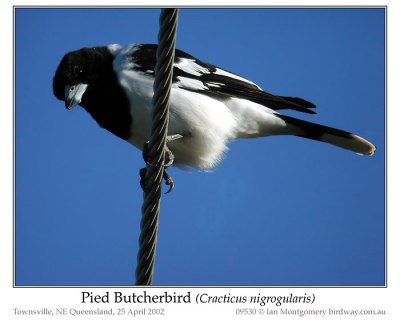 Pied Butcherbird (Cracticus nigrogularis) by Ian