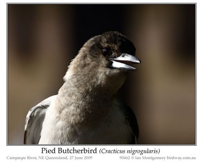 Pied Butcherbird (Cracticus nigrogularis) by Ian