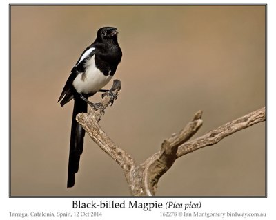 Black-billed Magpie (Pica hudsonia) by Ian