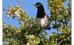 Ian’s Bird of the Week – Common/Black-billed Magpie