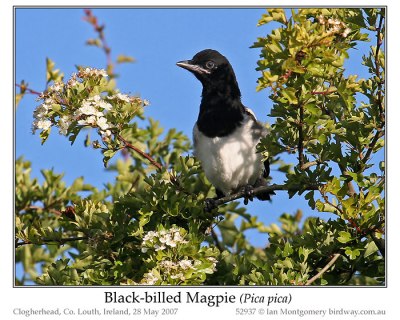 Black-billed Magpie (Pica hudsonia) by Ian
