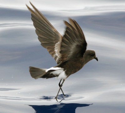 Wilson's Storm Petrel (Oceanites oceanicus) ©WikiC