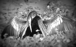 5 Day Black and White Photo Challenge #1 – Drying&nbsp;Out