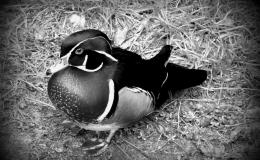 5 Day Black and White Photo Challenge #2 –&nbsp;Woody