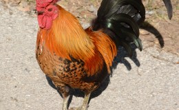 Lee’s Six Word Saturday –&nbsp;3-26-16