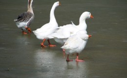 Tickle Me Tuesday – Birds and&nbsp;Ice