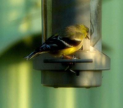 Goldfinches at Feeder