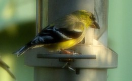 Finches at Feeder This&nbsp;Morning