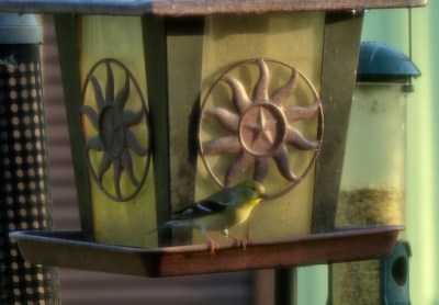 Goldfinches at Feeder - avoiding the crowd