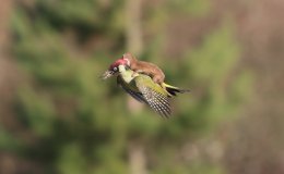 Woodpecker With A Weasel On It’s&nbsp;Back