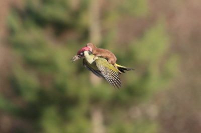 Green Woodpecker with Weasel On It's Back ©Martin Le-May