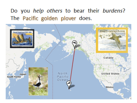 Pacific Golden Plover Map