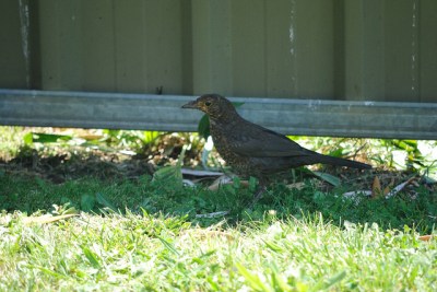 Rufous Scrubbird (Atrichornis rufescens) ©Kleran Palmer Flickr