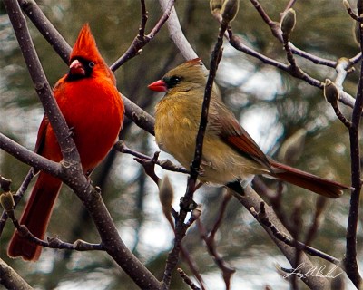 Northern Cardinal (Cardinalis cardinalis) Male and Female ©Crooks Bridge