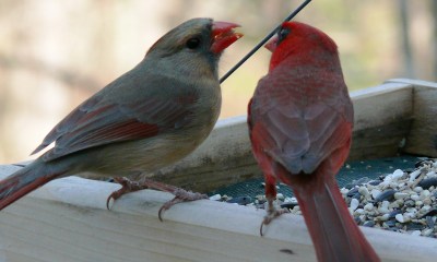 Northern Cardinal (Cardinalis cardinalis) Male and Female ©WikiC
