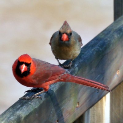 Northern Cardinal (Cardinalis cardinalis) Male and Female ©WikiC