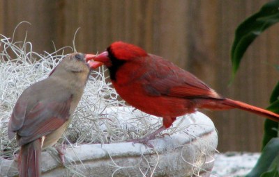 Northern Cardinal (Cardinalis cardinalis) Male and Female ©WikiC
