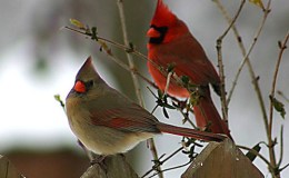 Avian Kinds on the Ark – What Is A&nbsp;Kind?