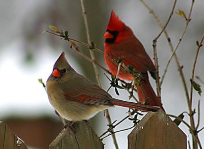 Northern Cardinal (Cardinalis cardinalis) Male and Female ©WikiC