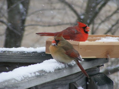 Northern Cardinal (Cardinalis cardinalis) Male and Female ©Zanawer