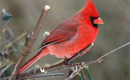 State Birds of America –&nbsp;Information