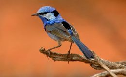 Sunday Inspiration – Australian&nbsp;Birds