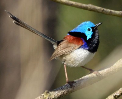 Variegated Fairywren (Malurus lamberti) ©WikiC