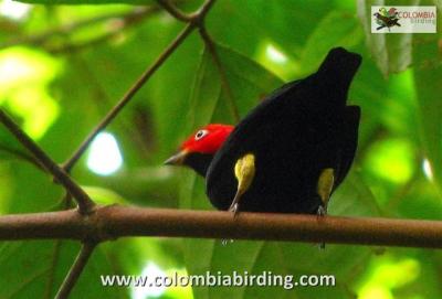 Red-capped Manakin (Dixiphia mentalis) ©Flickr Columbiabirding