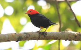 Tickle Me Tuesday –&nbsp;Manakins