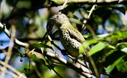 Avian And Attributes – Sharp Part&nbsp;I