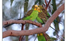 Ian’s Bird of the Week –&nbsp;Budgerigar