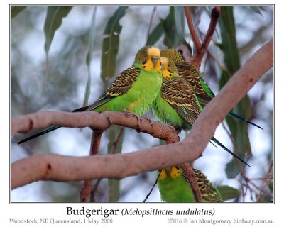 PSI-Psit Budgerigar (Melopsittacus undulatus) by Ian