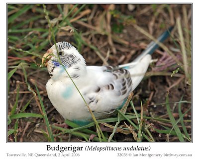 PSI-Psit Budgerigar (Melopsittacus undulatus) by Ian