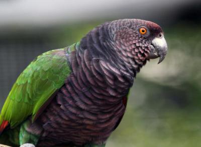 Sisserou Parrot {Imperial Amazon} The national bird of Dominica (PD)