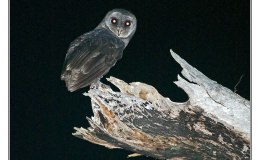 Ian’s Bird of the Week – Greater Sooty&nbsp;Owl