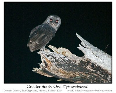 STI-Tyto Greater Sooty Owl (Tyto tenebricosa) by Ian