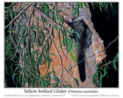 Yellow-bellied Glider (Petaurus australis) by Ian