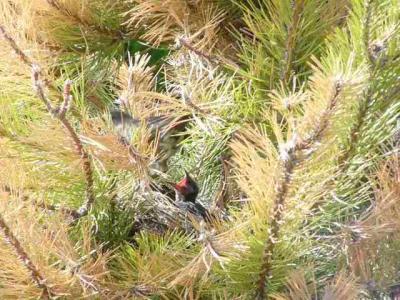 01:33. As the Robin flies away, the Grackle cries, “More!”