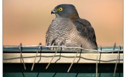 Ian’s Bird of the Week – Collared&nbsp;Sparrowhawk